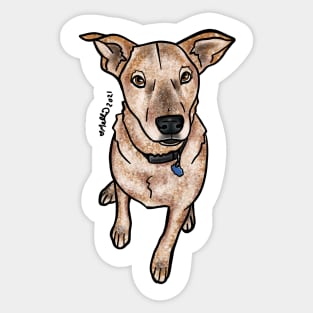 Mac — Dogs of Redstone, Colorado Sticker